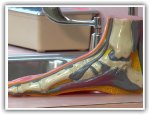 Podiatrists in the USA