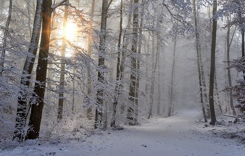 Holiday Greetings