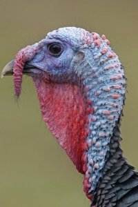 Bethesda List Center + Bethesda Emedia Marketing - Happy Thanksgiving