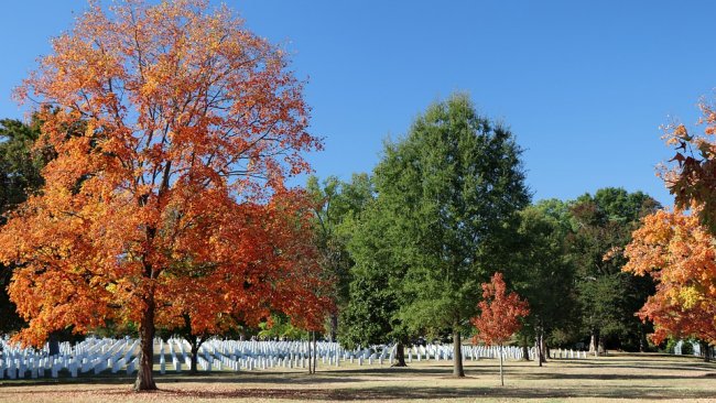 Veterans Day